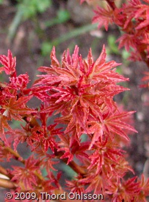 Acer palmatum 'Koto hime'